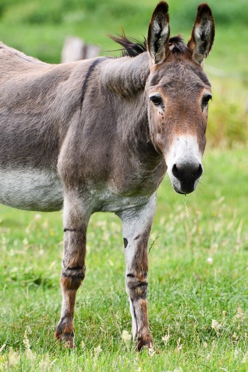The Donkey Sanctuary is one of the best places to visit with kids in Devon