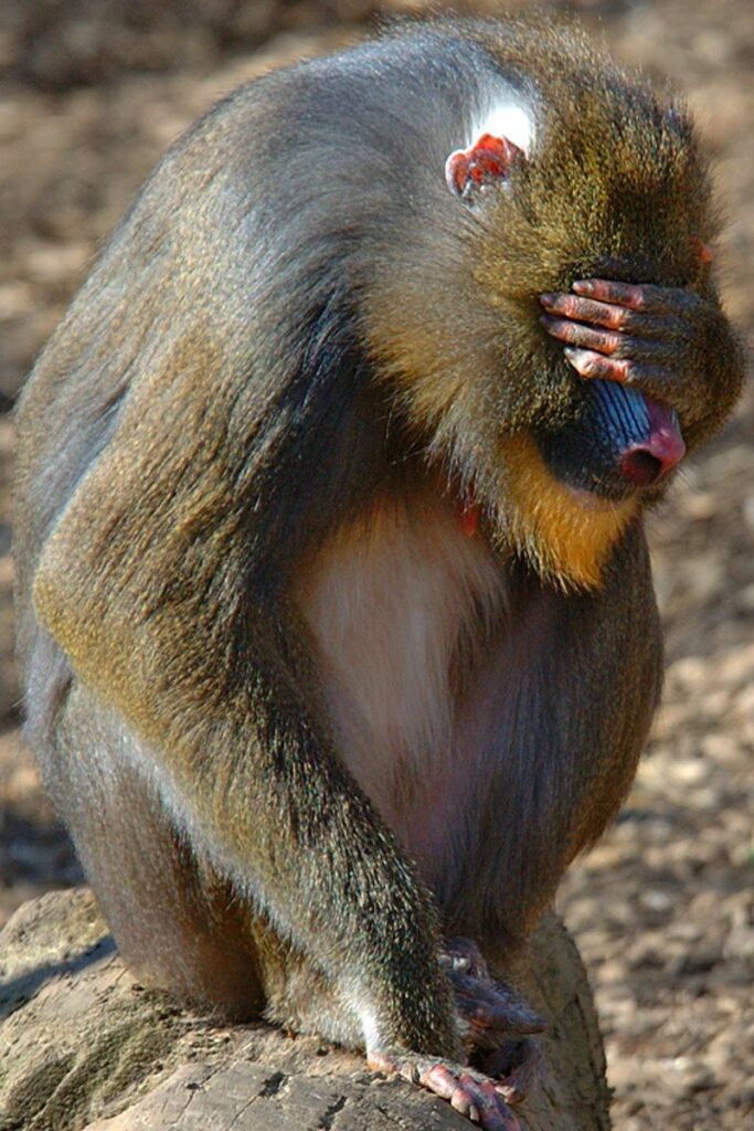 colchester zoo