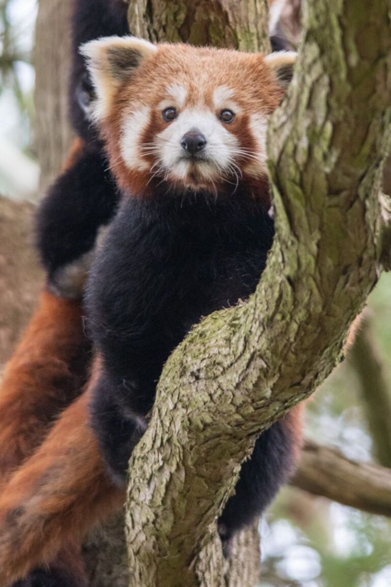 14 BEST Zoos in the UK (2023 Guide)