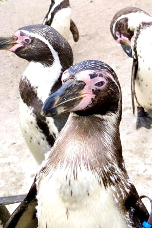 14 BEST Zoos in the UK (2023 Guide)