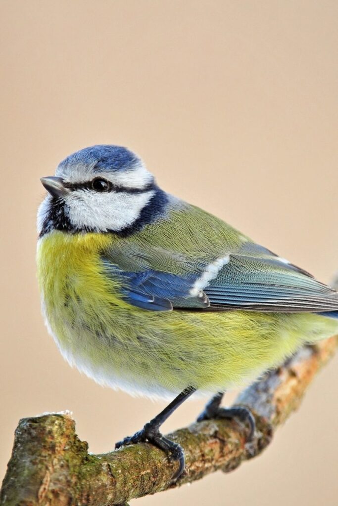 Blue Tit