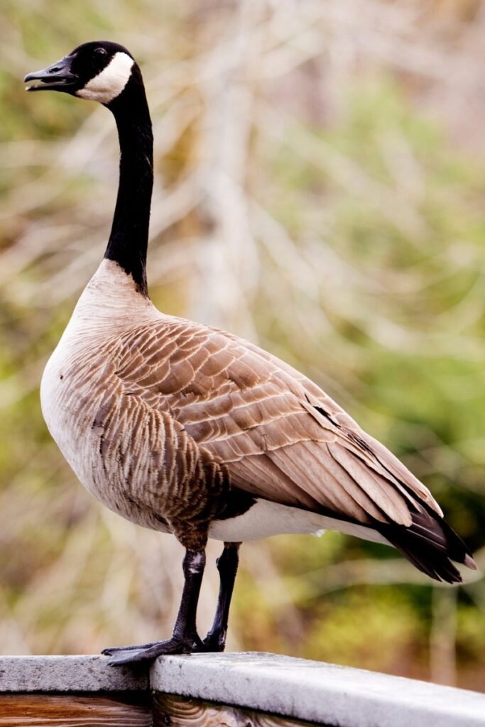 Canada Goose