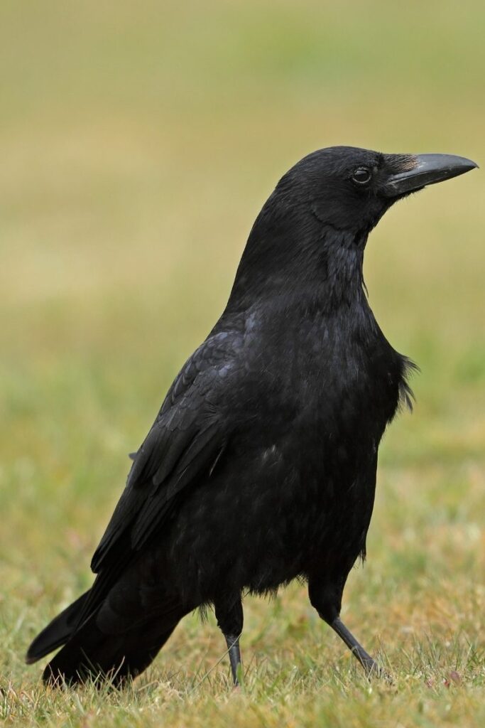 Carrion Crow 