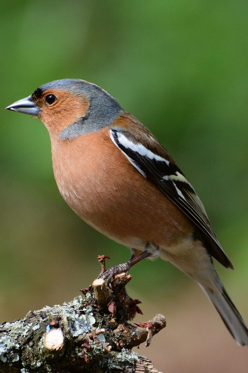 23 Most Common Birds In The UK 2024 Guide