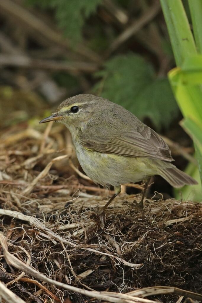 Chiffchaff