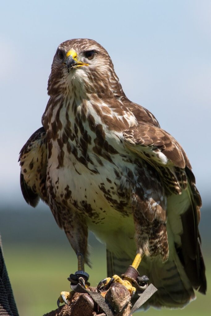 Common Buzzard 
