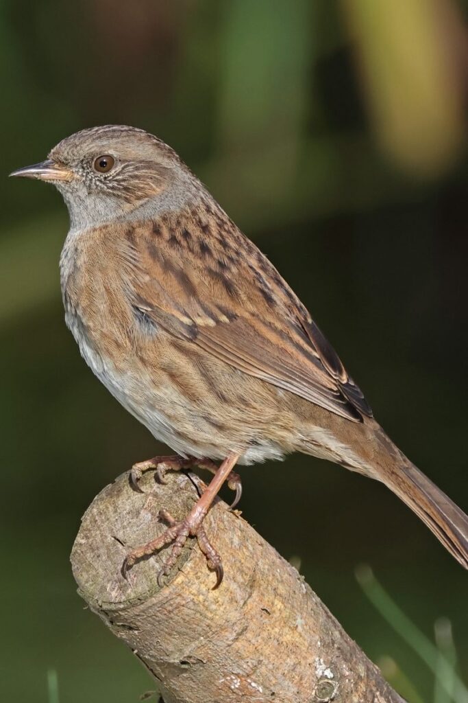 Dunnock