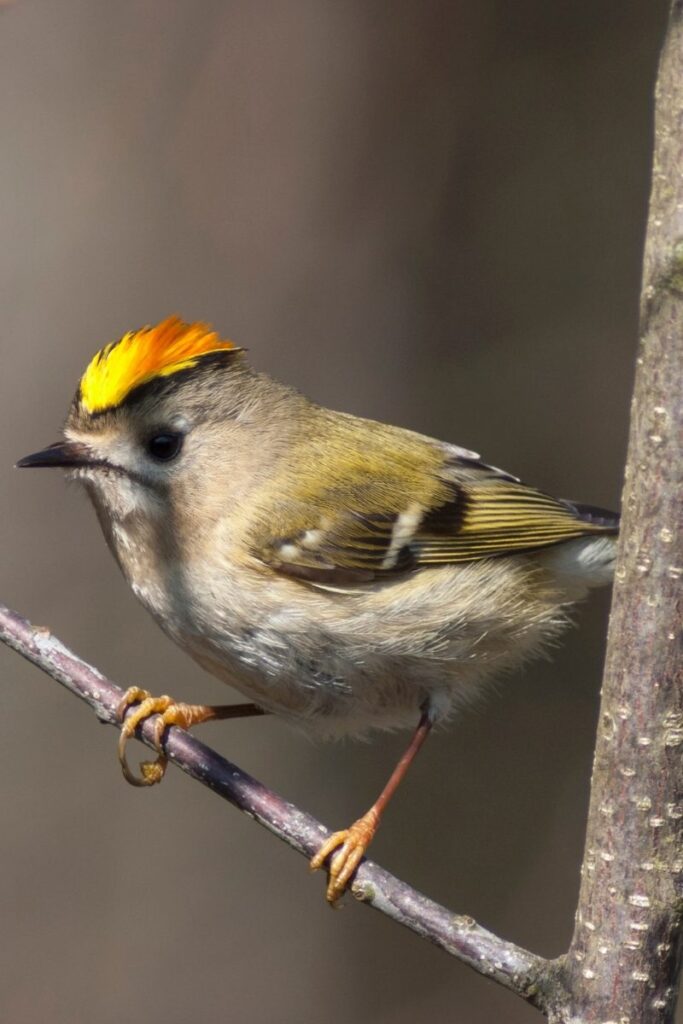 Goldcrest