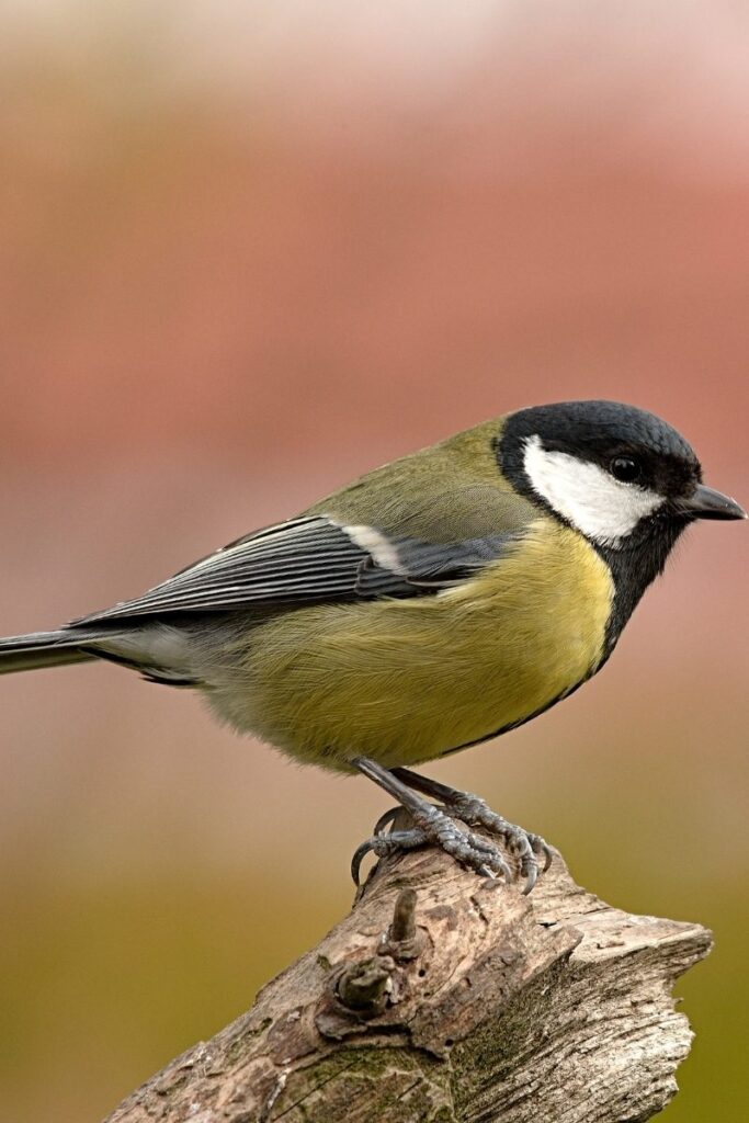 Great Tit