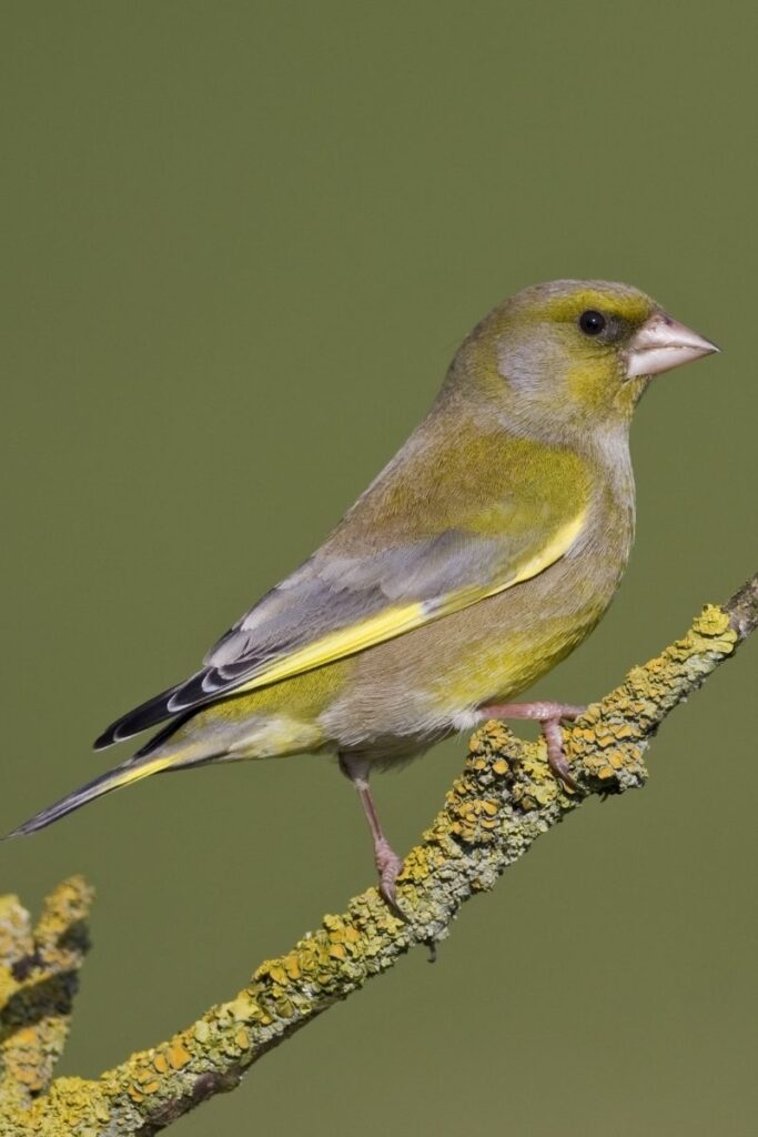 Greenfinch