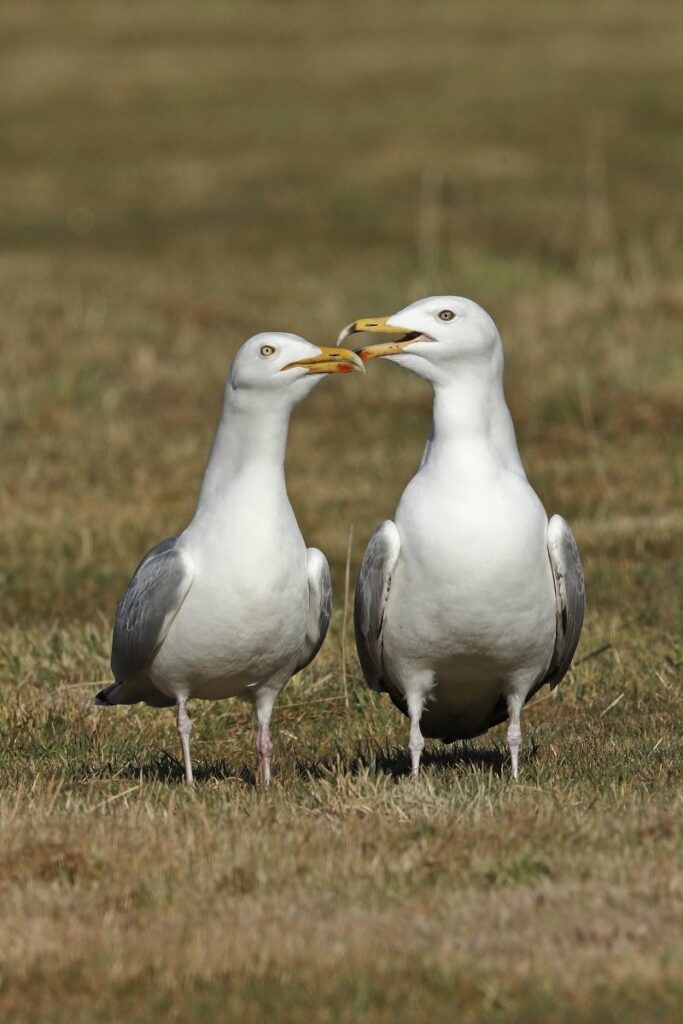 Herring Gull