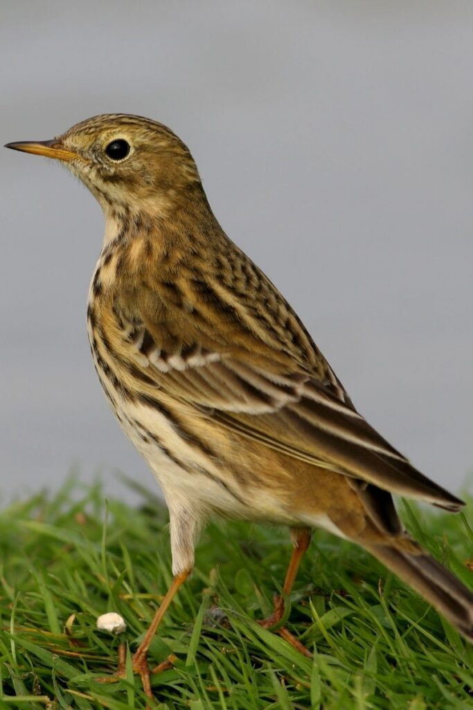 Meadow Pipit 