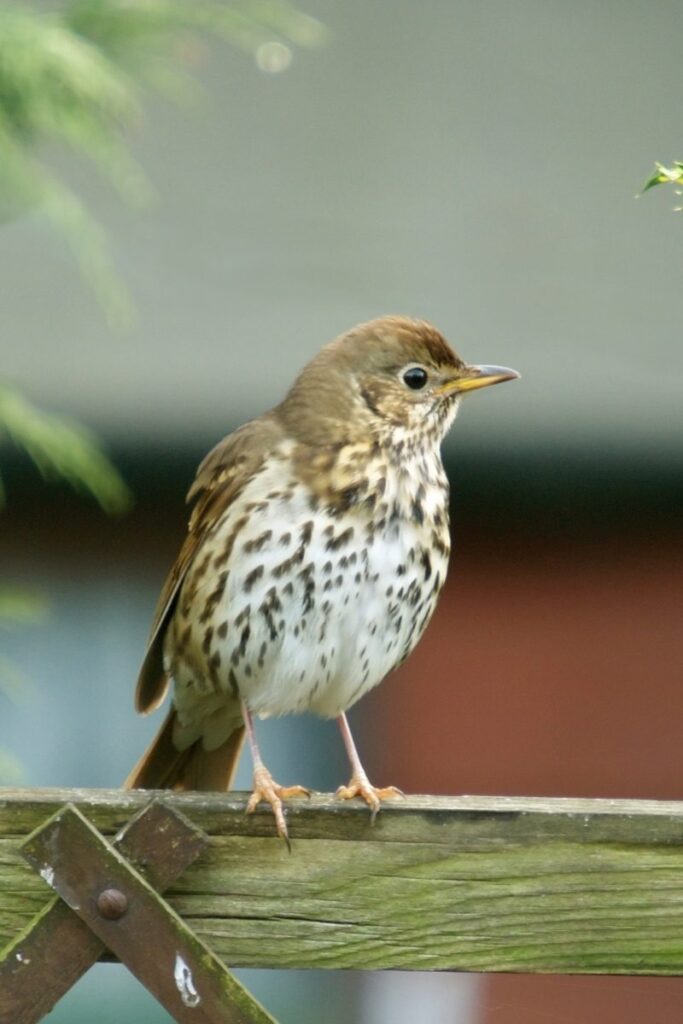 Song Thrush