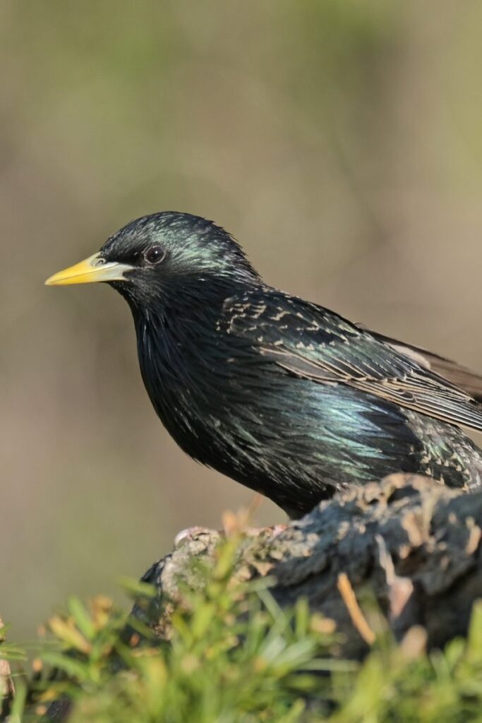 Starling