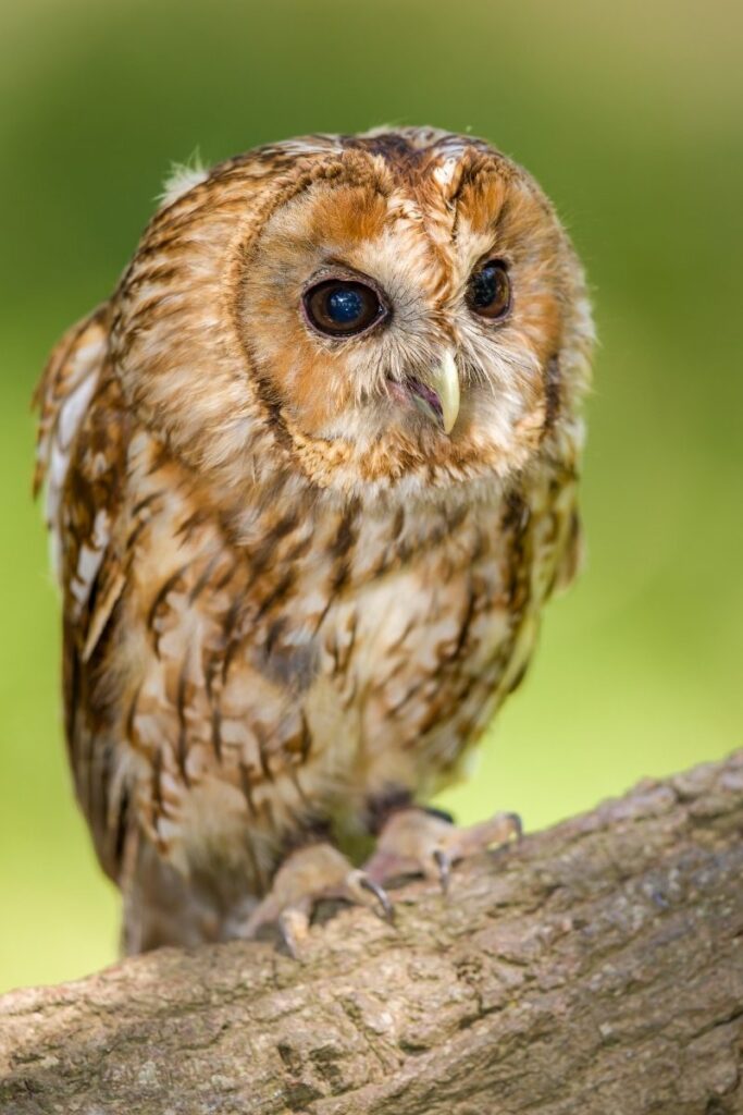 Tawny Owl 