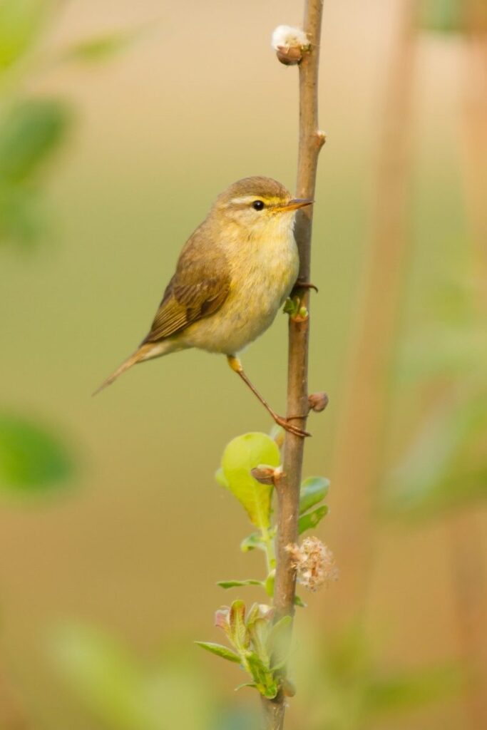 Willow Warbler