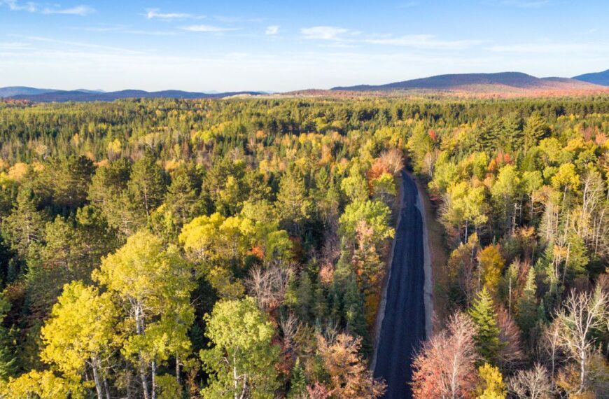 biggest forests in england