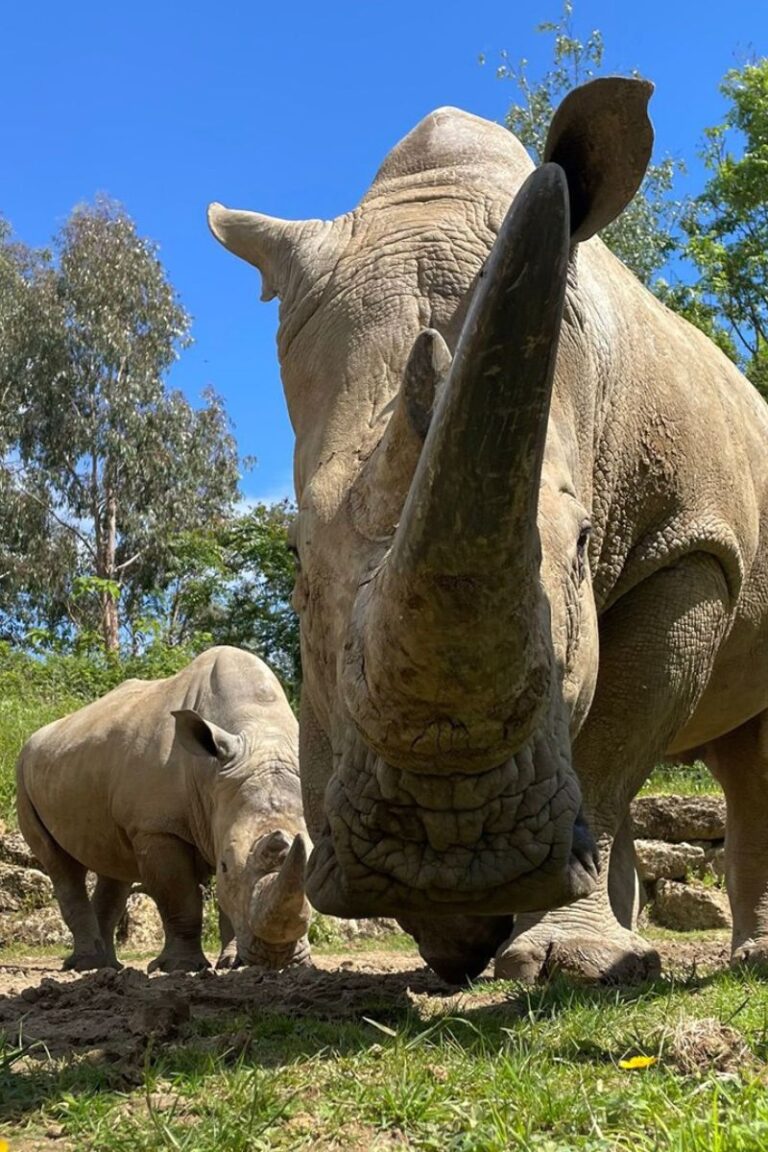 12 BEST Safari Parks in the UK You Need To Visit: 2023 Guide