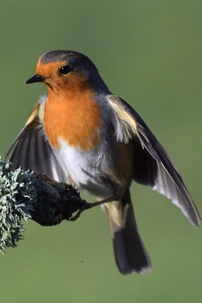 common birds in england