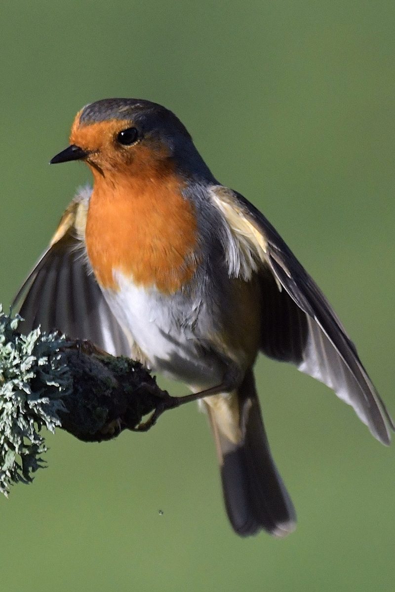 23 Most Common Birds In The UK: 2025 Guide