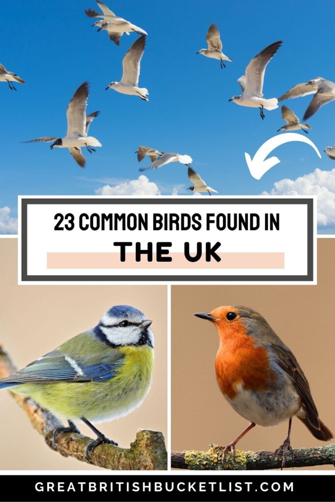 common birds in the uk