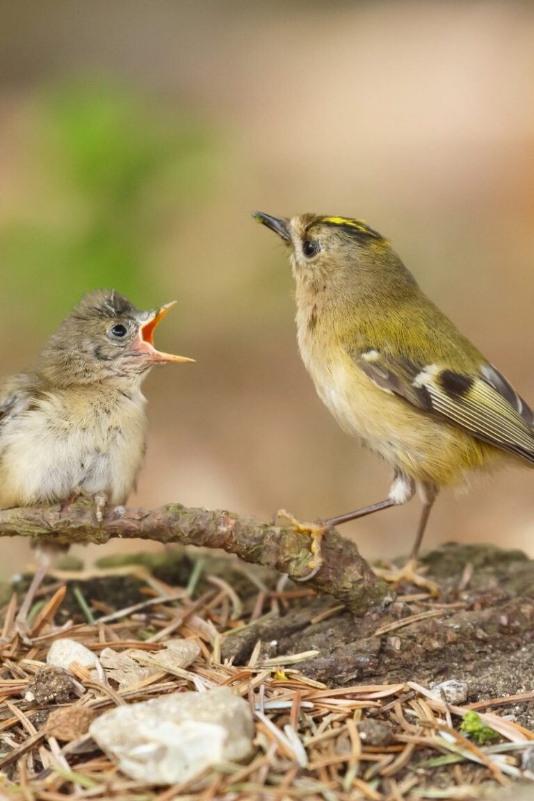 23 Most Common Birds In The UK: 2025 Guide