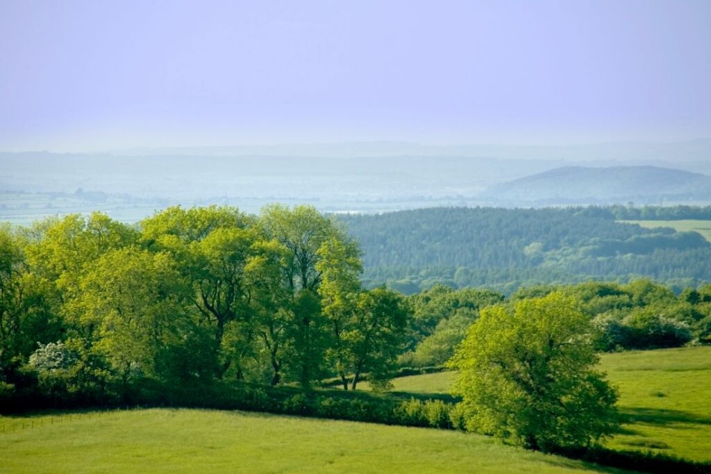 englands biggest foressts