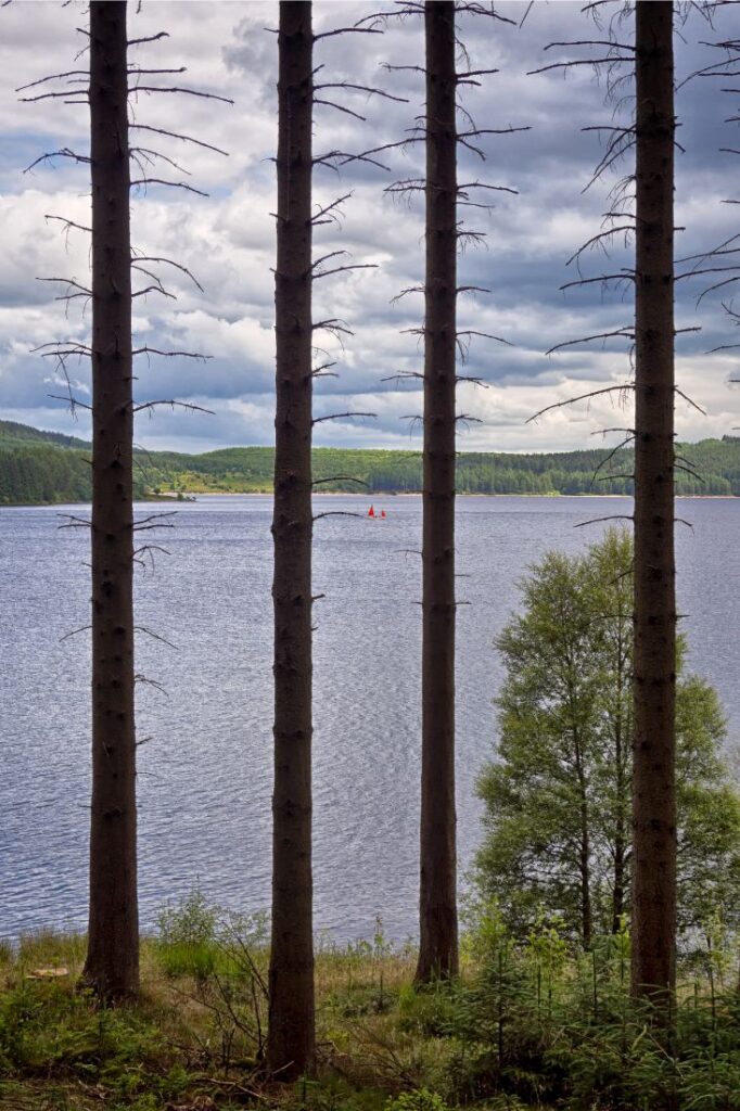 englands largest forest