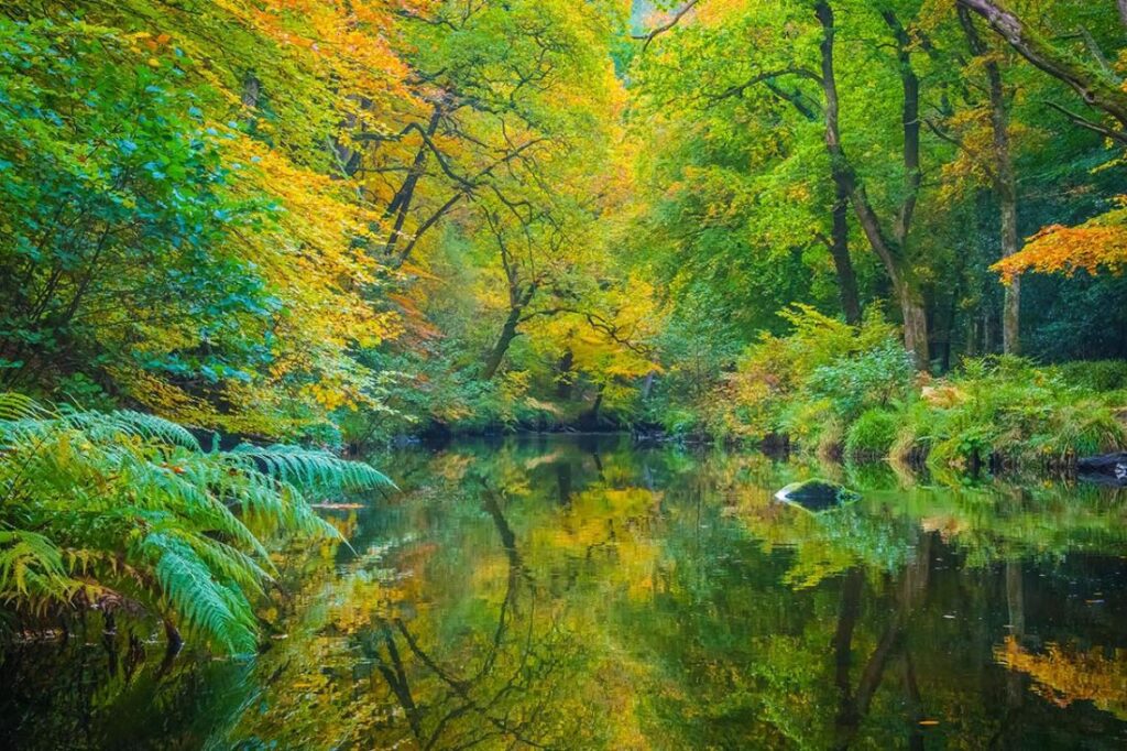 fingle woods