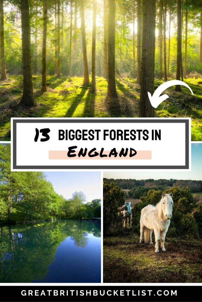 13 Biggest Forests in England You Need to Visit