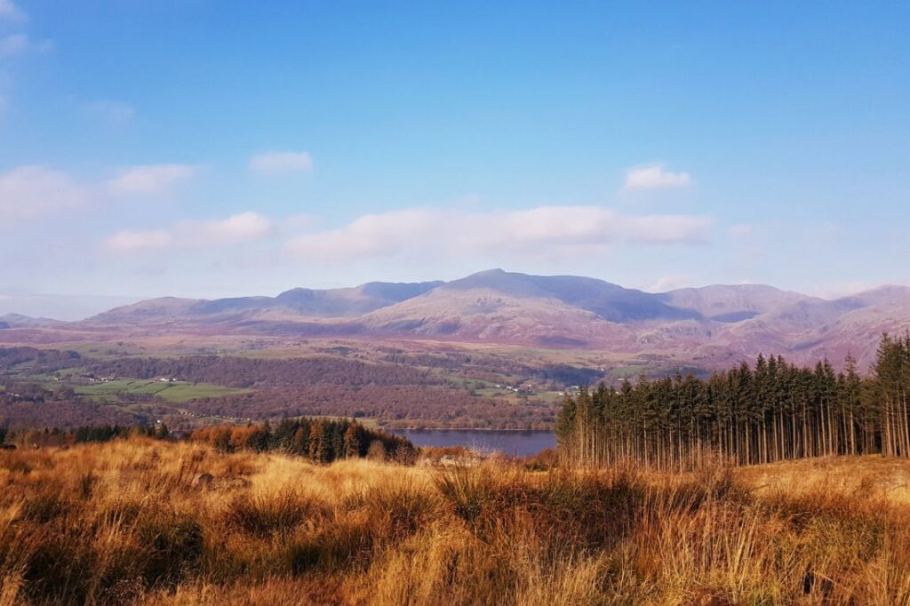 grizedale forest