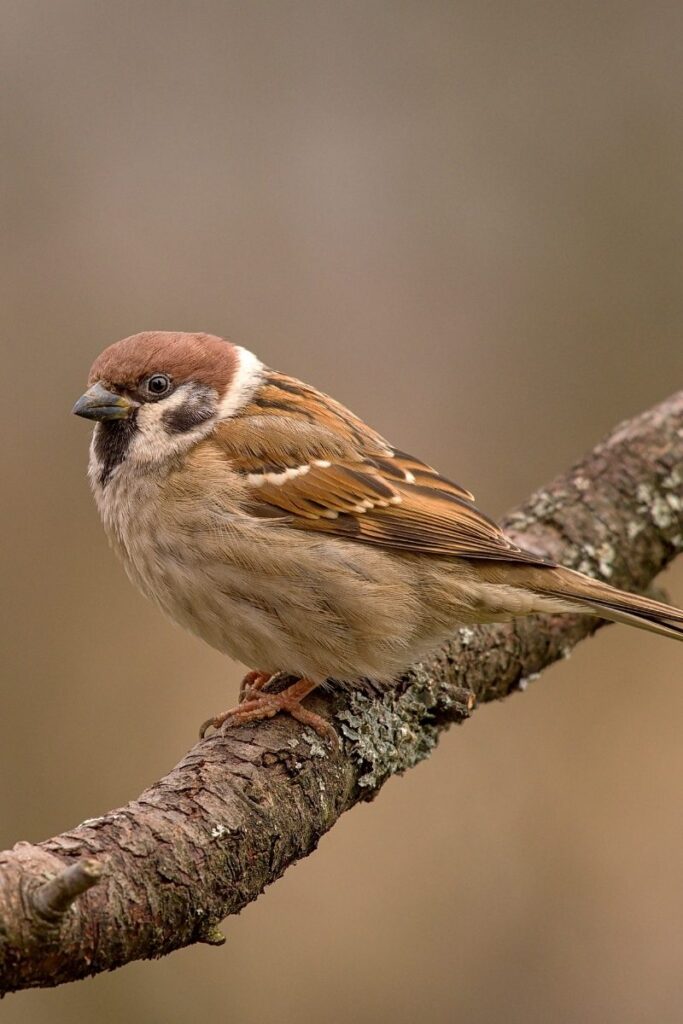 house sparrow