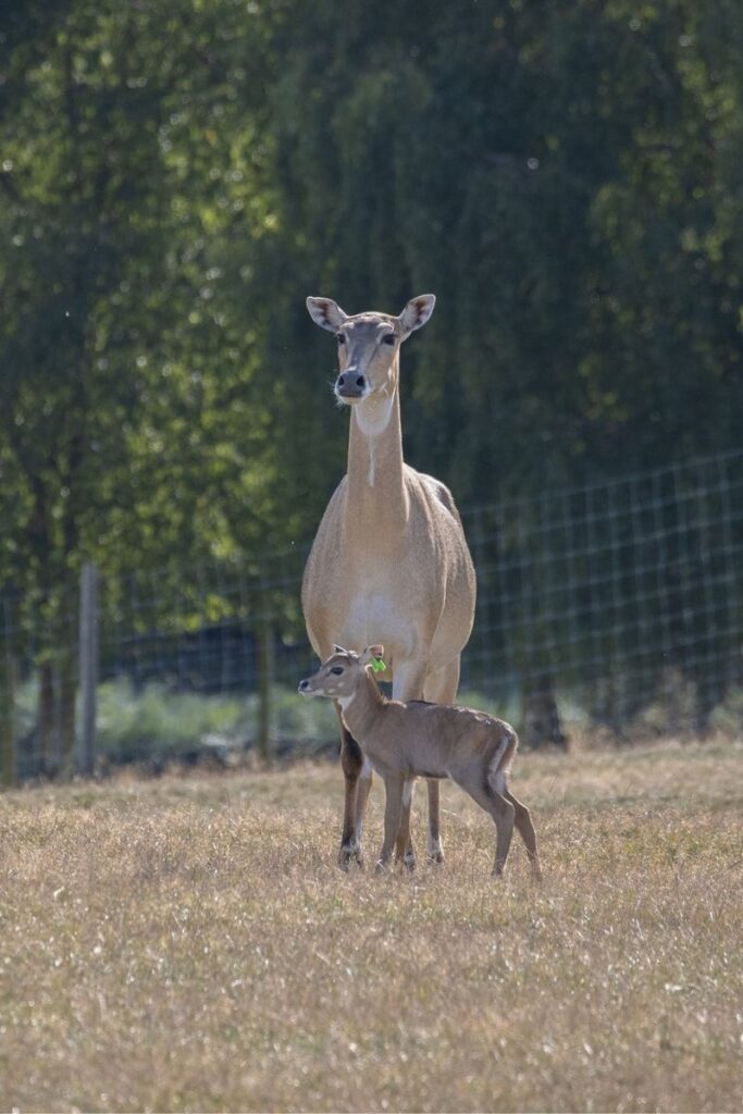 knowsley safari park