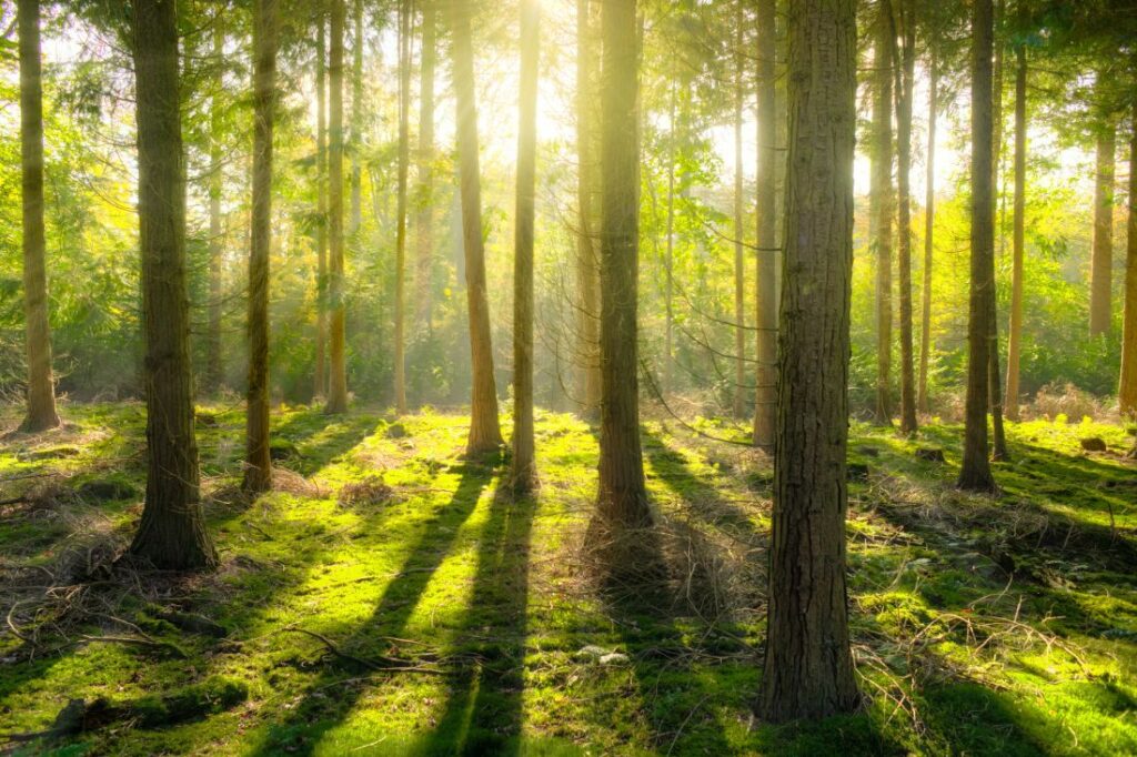 largest forest in england