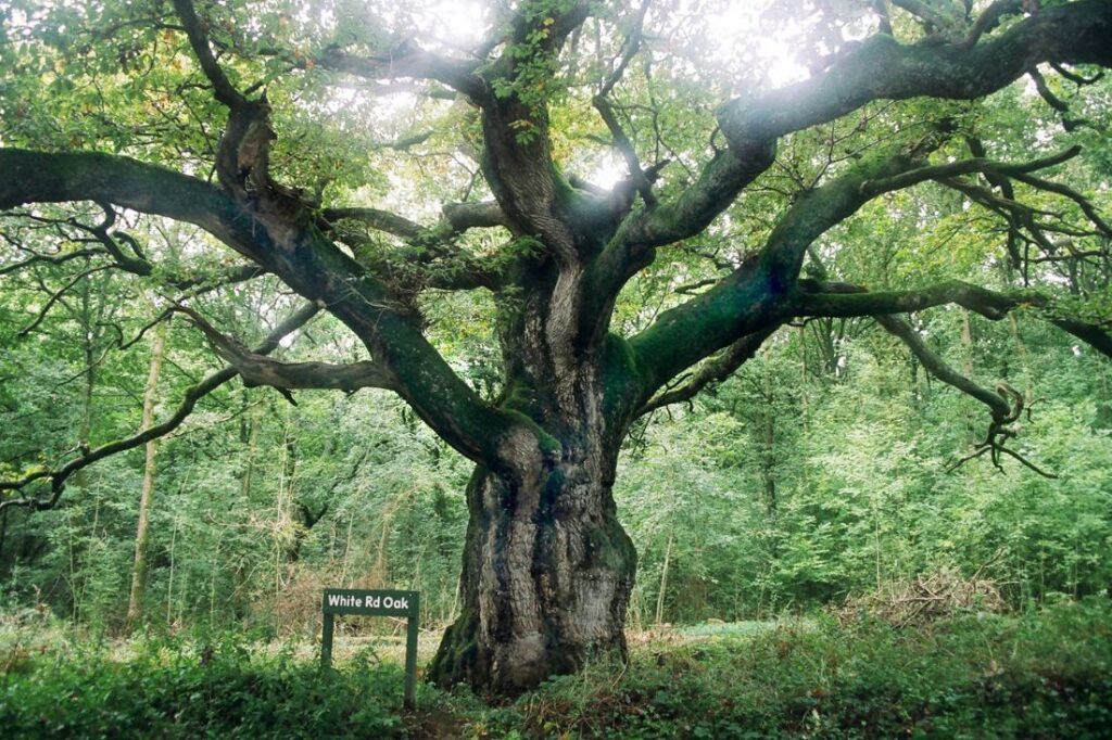 oldest forest in england
