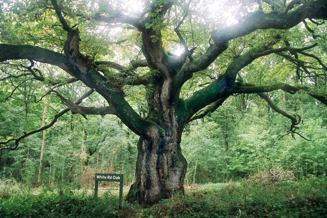 13 Biggest Forests in England You Need to Visit (2024 Guide)