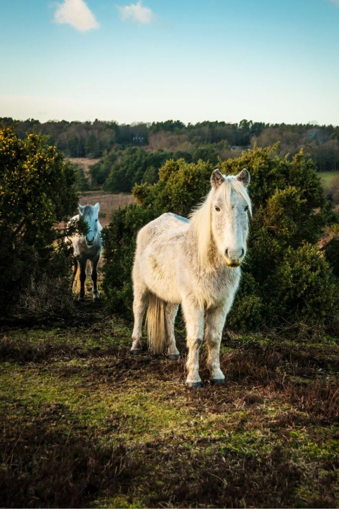 the new forest