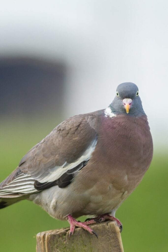 wood pigeon