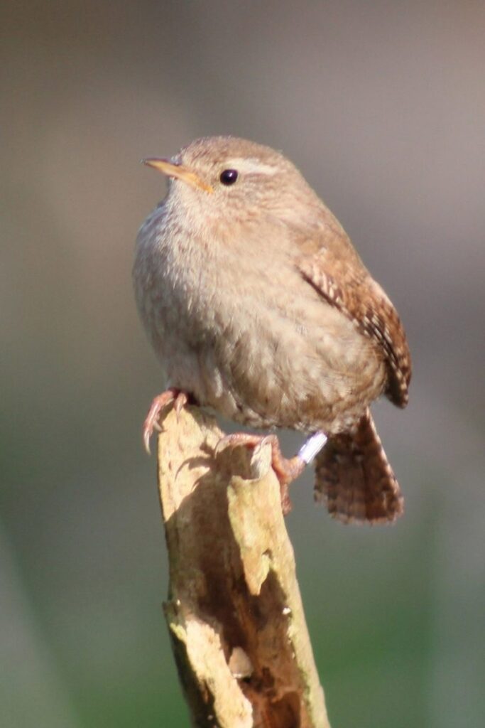 wren