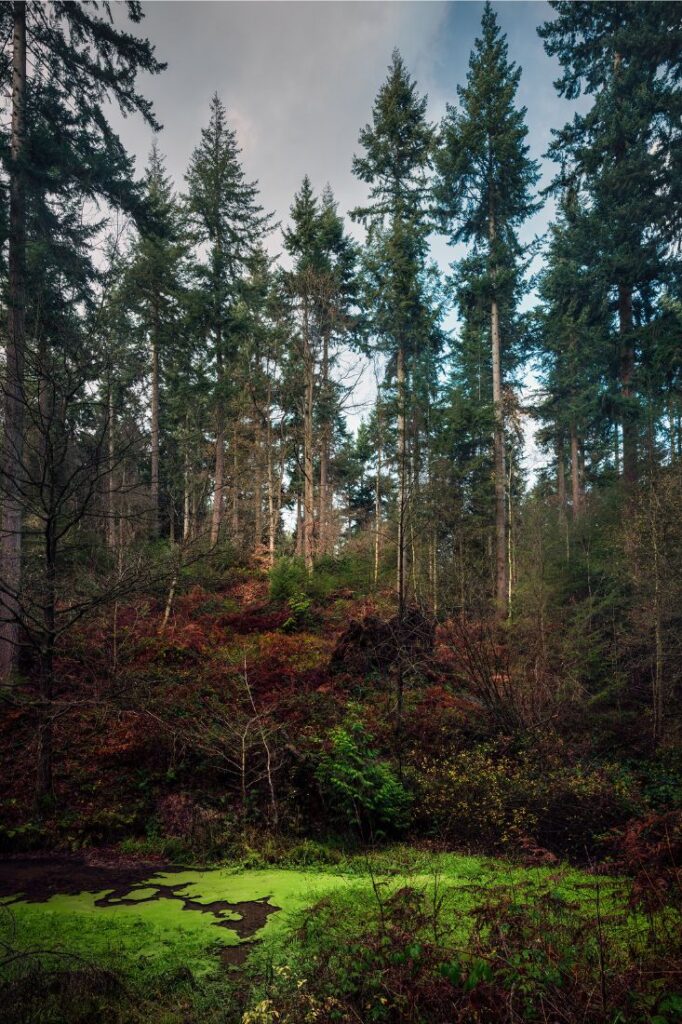 wyre forest nature reserve