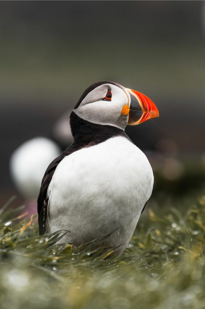 puffin staffa island