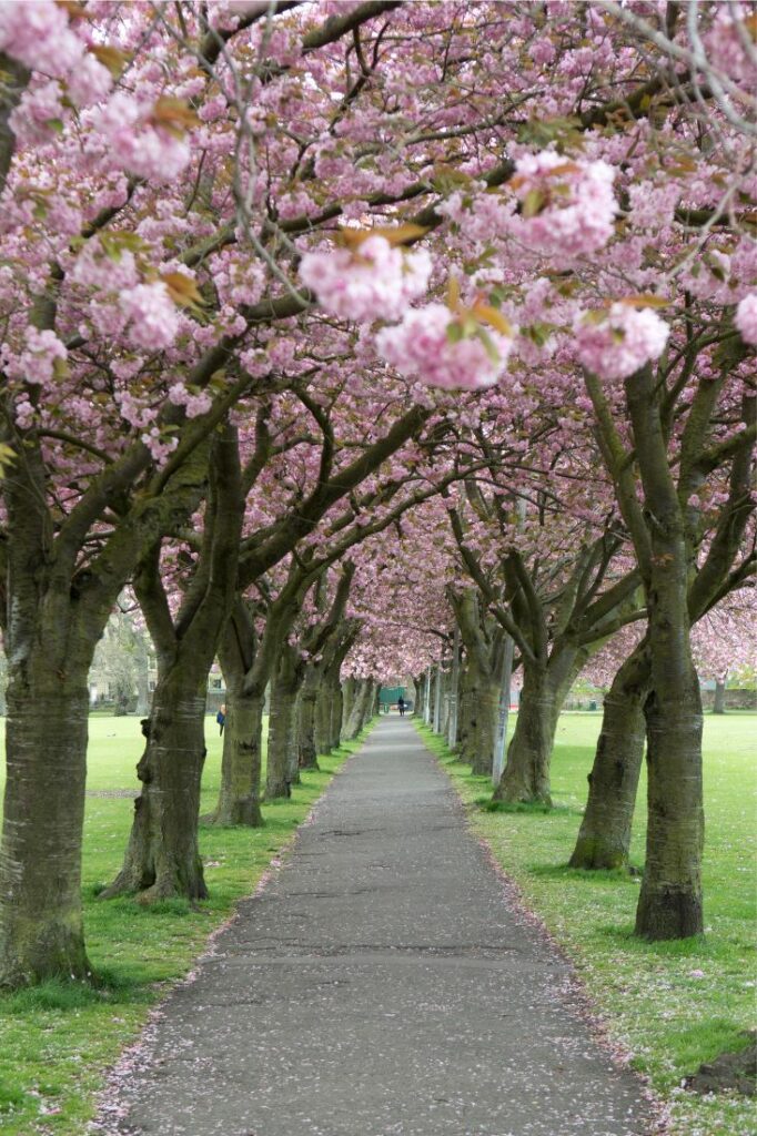 spring in edinburgh