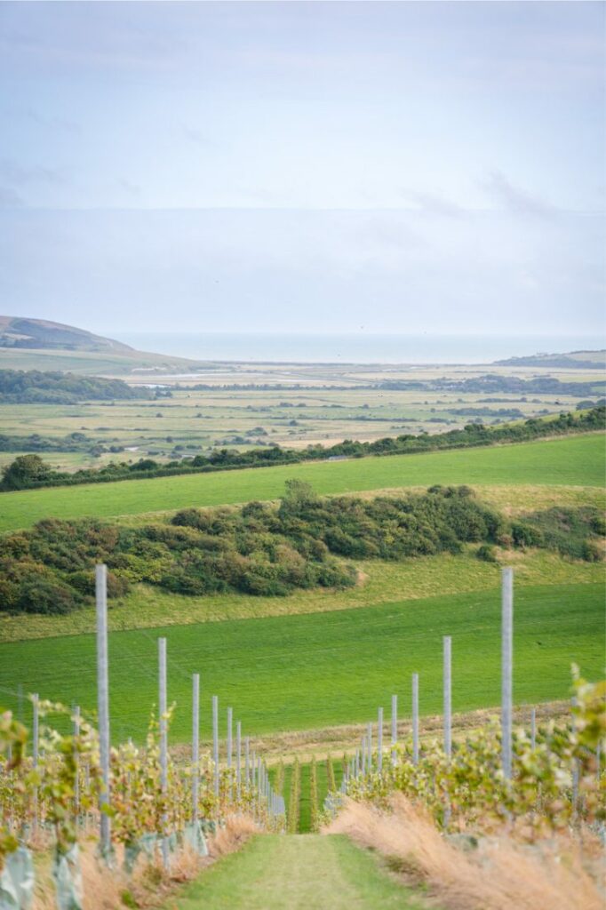 english vineyards