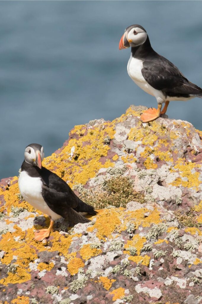 puffins wales