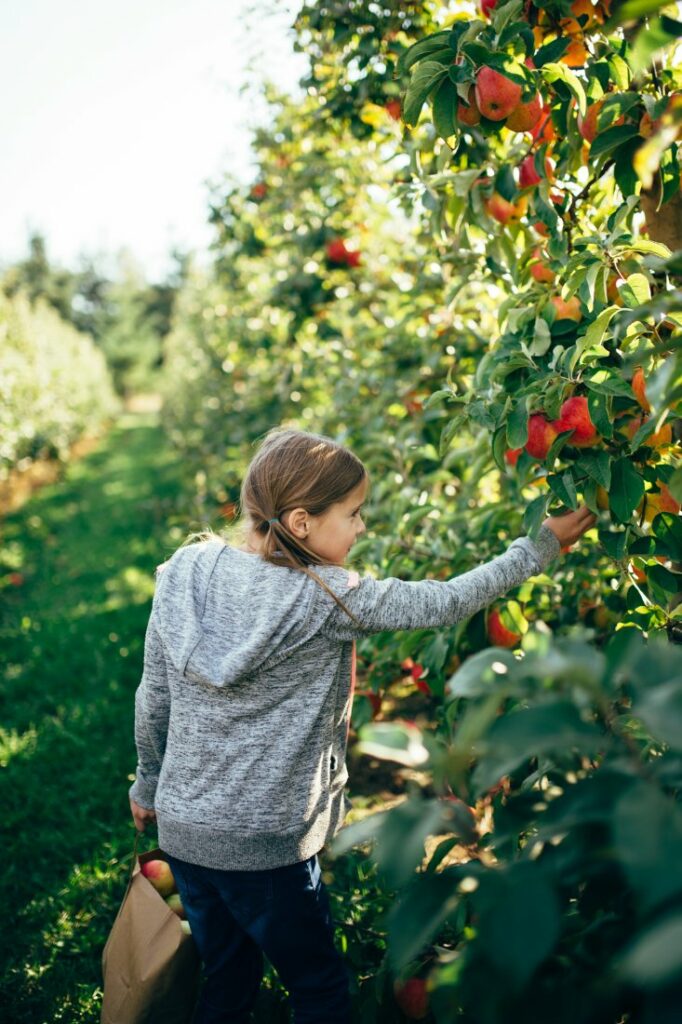 apple picking festival