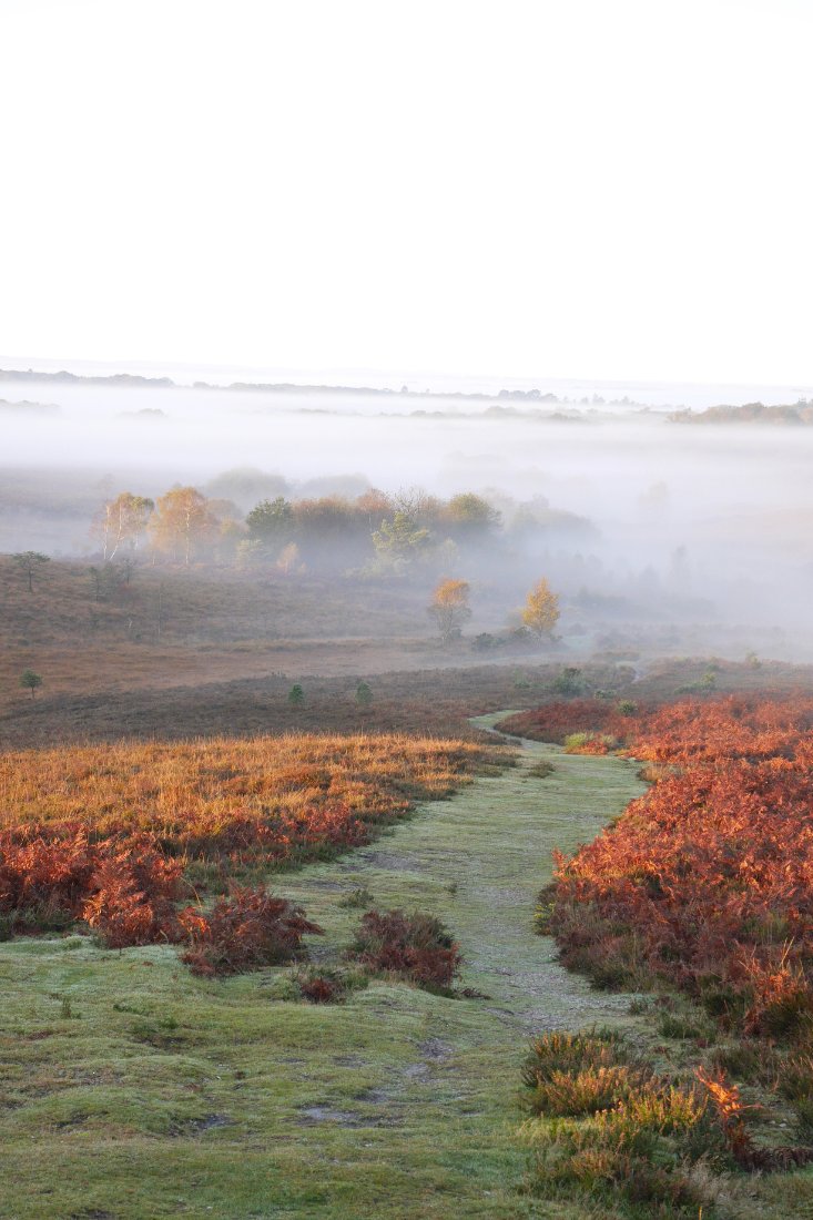 new forest in autumn