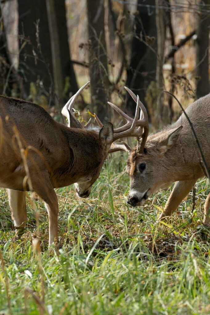 richmond park deer