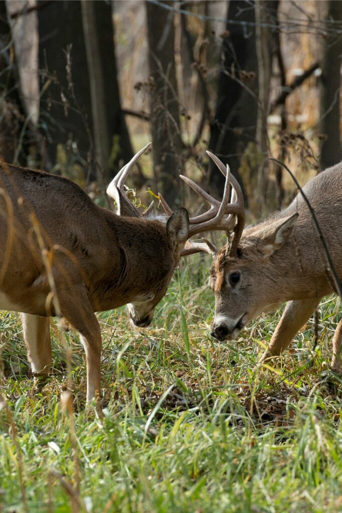 deer fighting