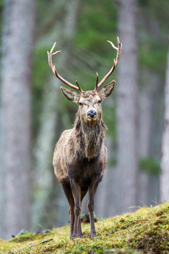 deer scotland