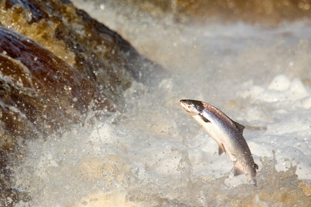 salmon leaping